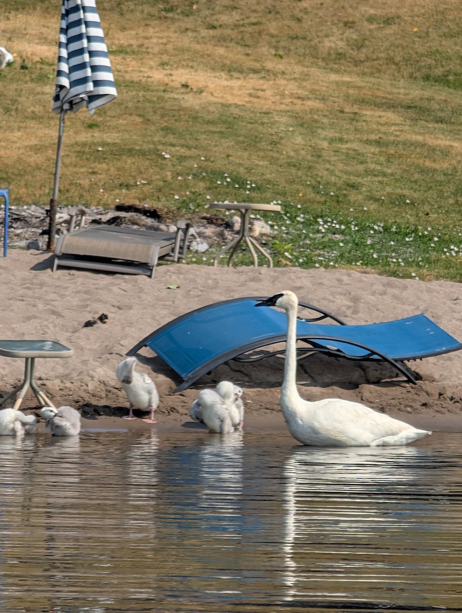 Trumpeter Swan - ML638357737