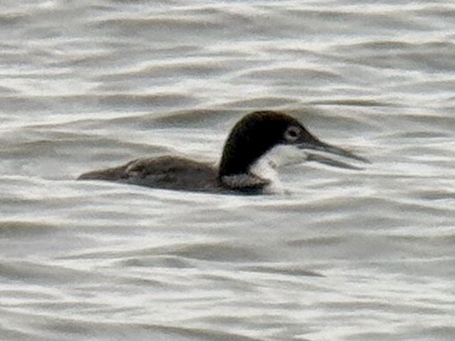 Common Loon - ML638357738