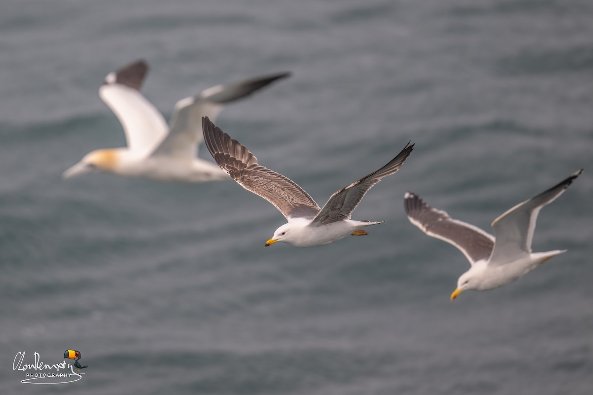 Lesser Black-backed Gull - ML638357743