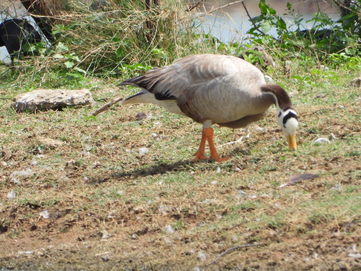 Bar-headed Goose - ML638357745