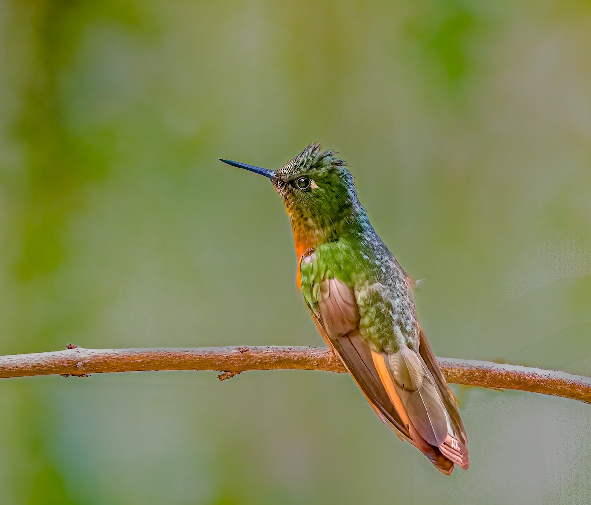 Chestnut-breasted Coronet - ML638357765