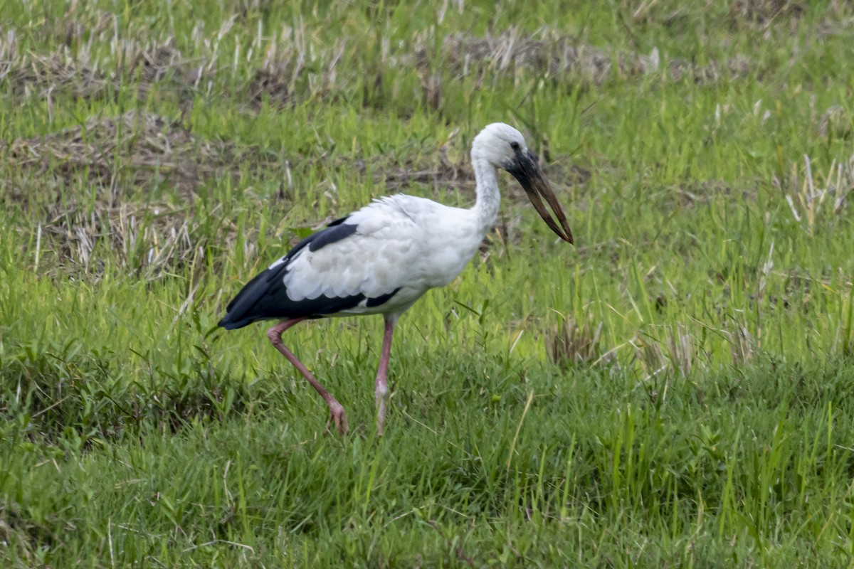 Asian Openbill - ML638357767