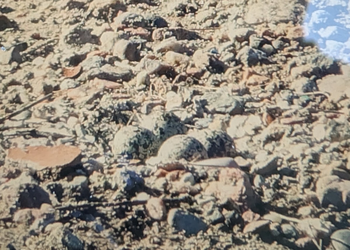 Killdeer - ML638357771