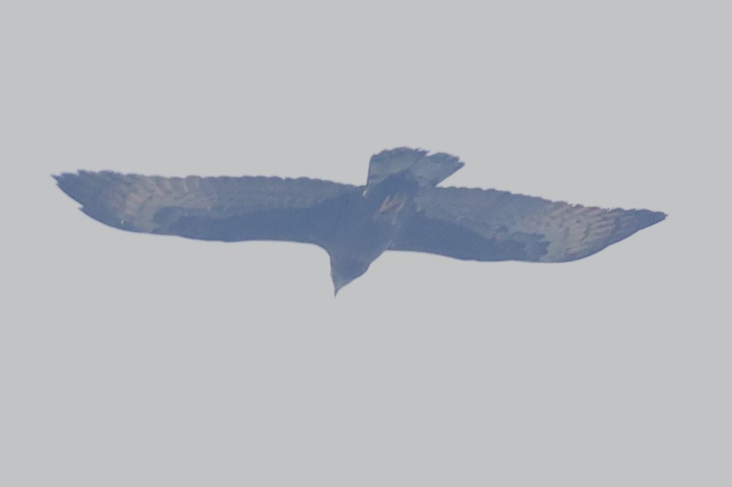 Oriental Honey-buzzard - ML638357797