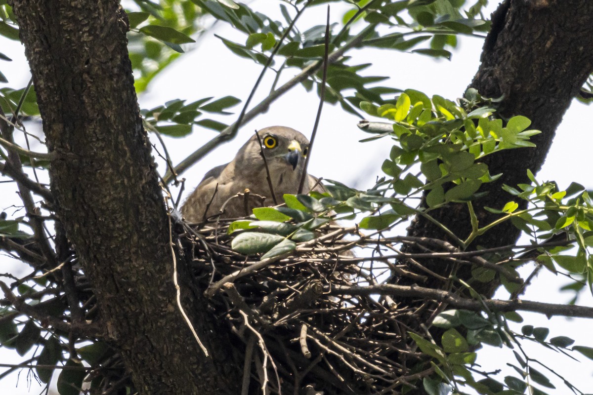 Shikra - ML638357798