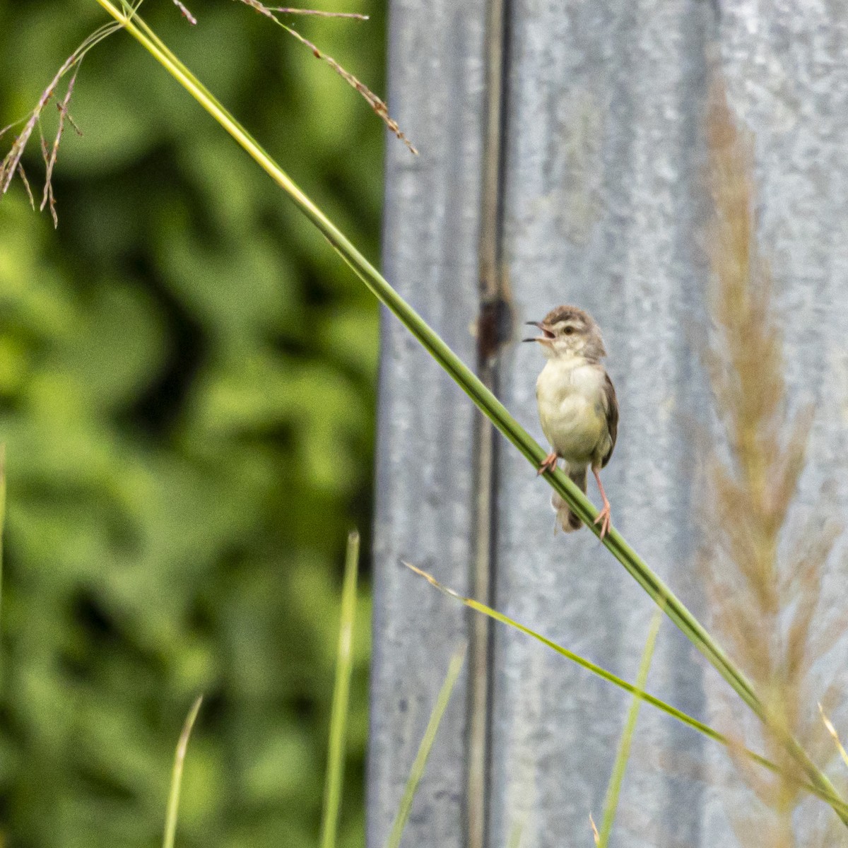 Prinia simple - ML638357805