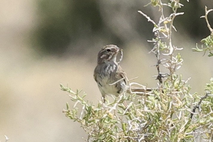 Brewer's Sparrow - ML638357808