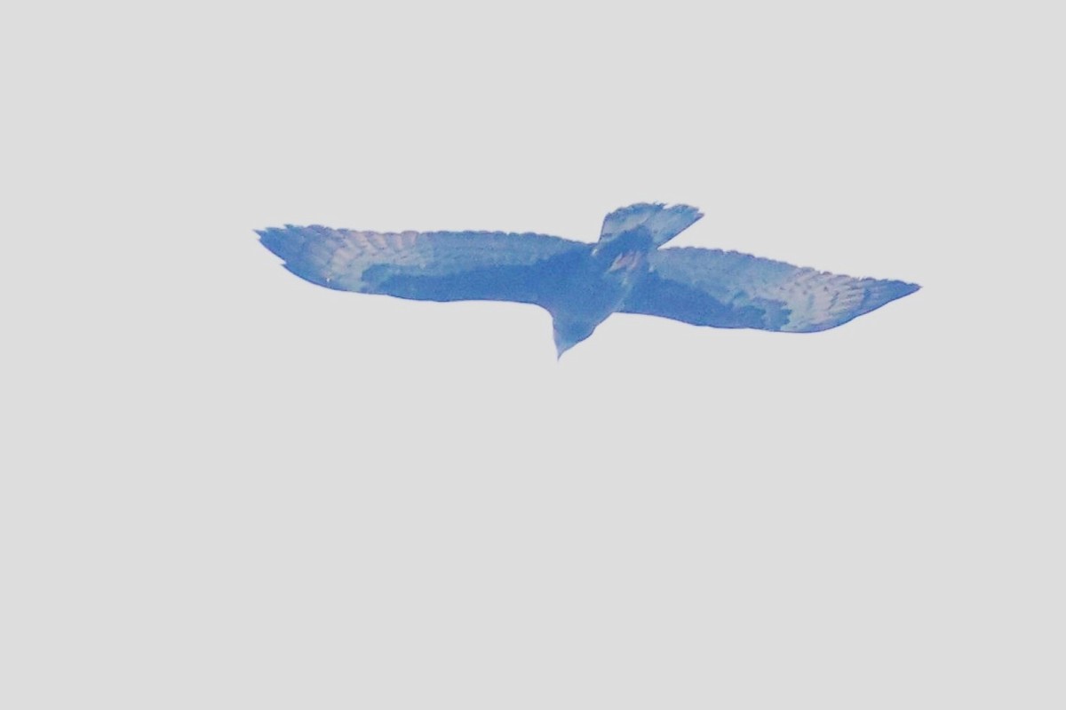 Oriental Honey-buzzard - ML638357809