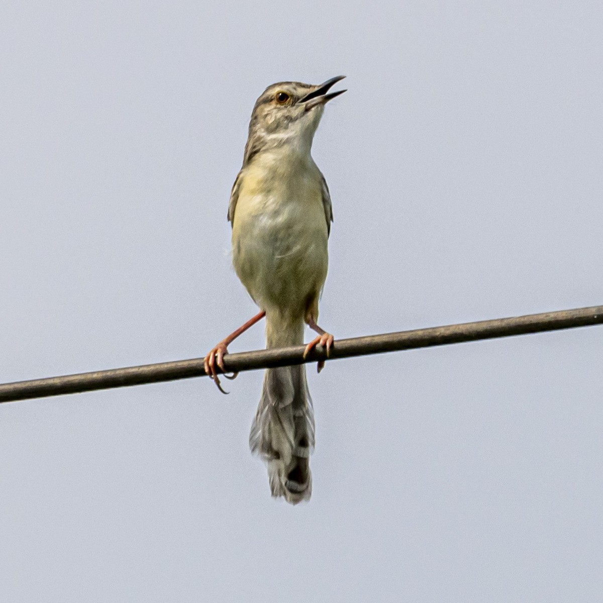 Prinia simple - ML638357812
