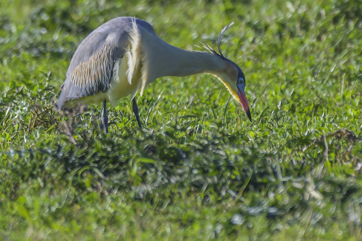 Whistling Heron - ML638357831