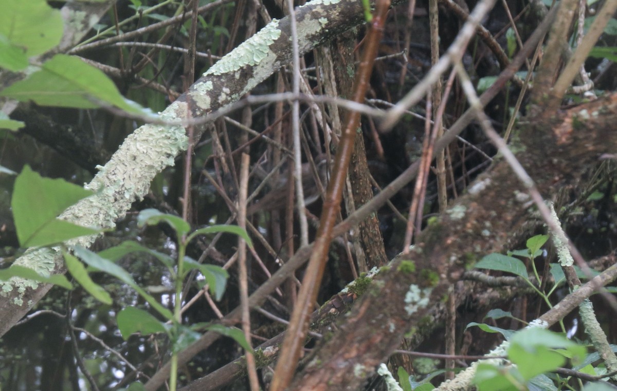 Louisiana Waterthrush - ML638357835