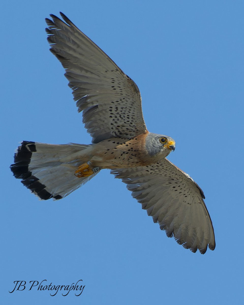 Faucon crécerellette - ML638357852