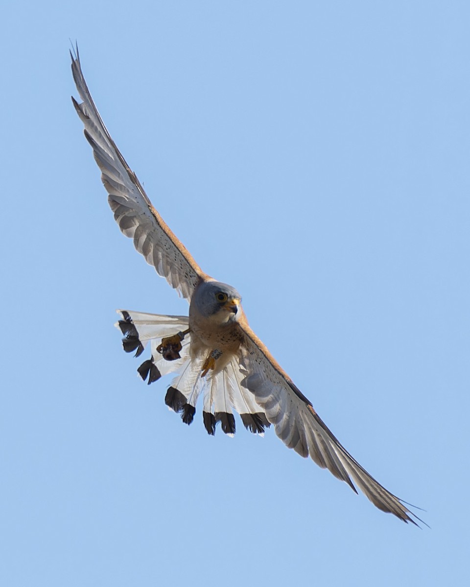 Faucon crécerellette - ML638357854