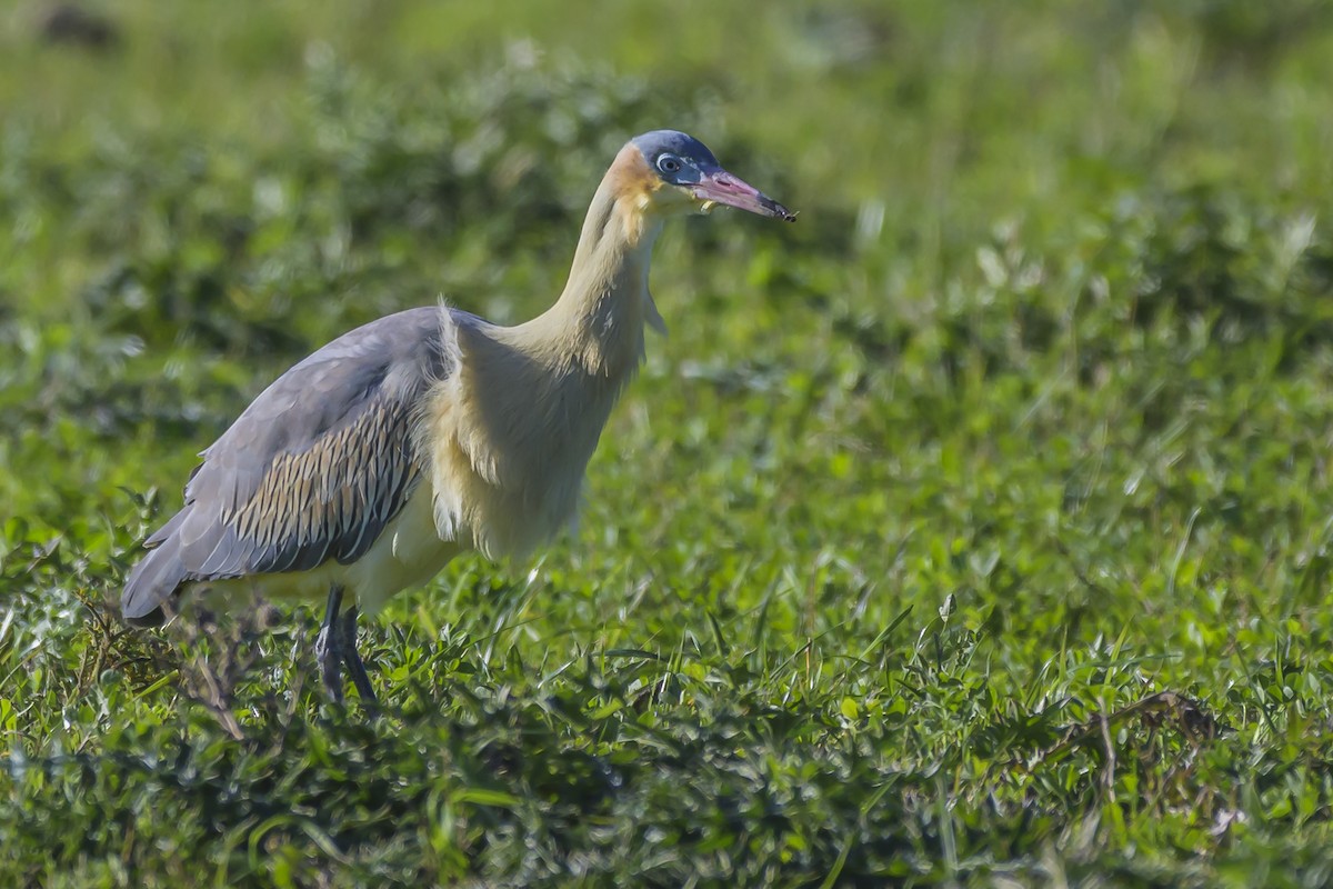 Whistling Heron - ML638357858