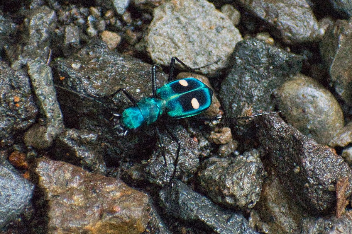Insects - ML638357864