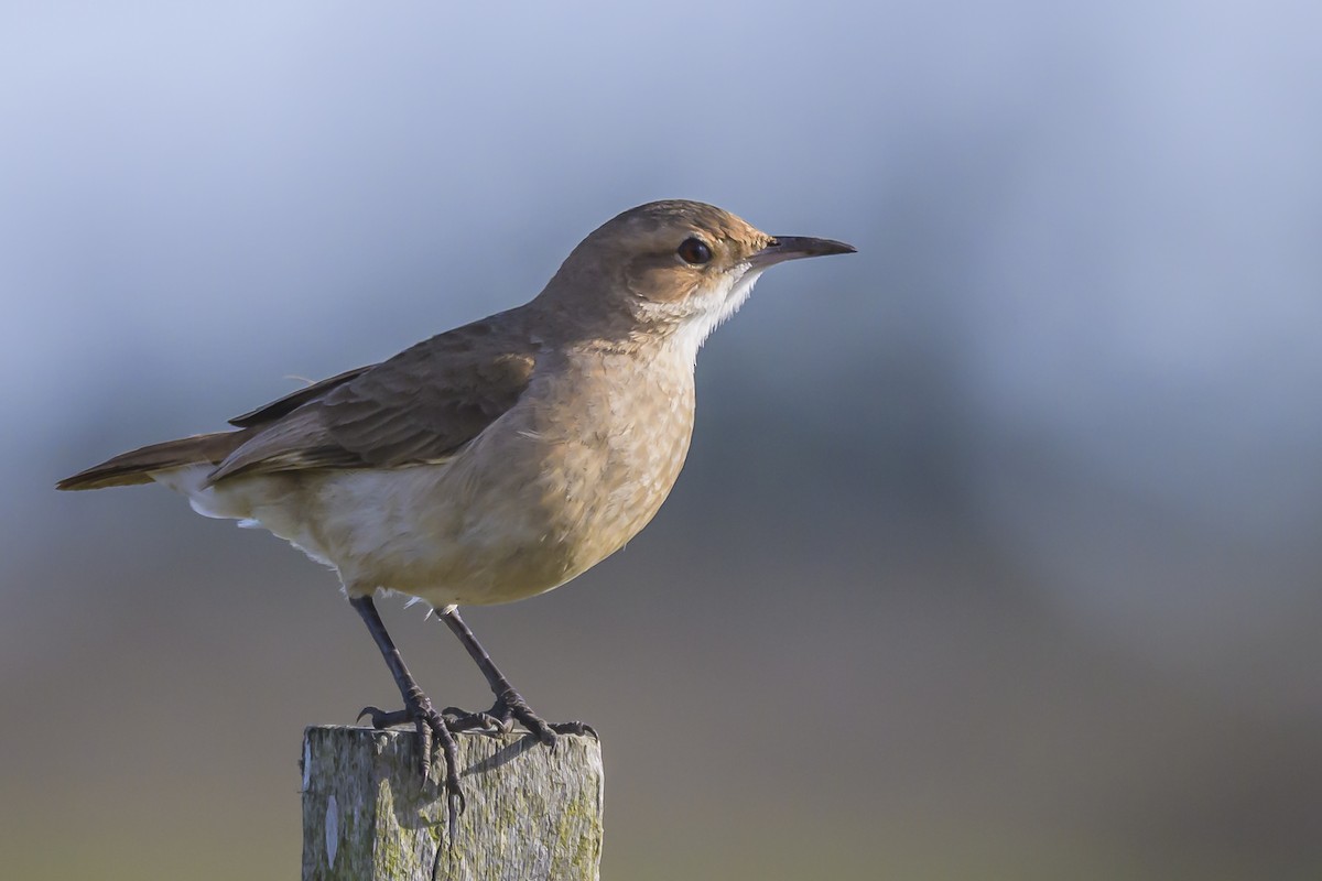 Rufous Hornero - ML638357891