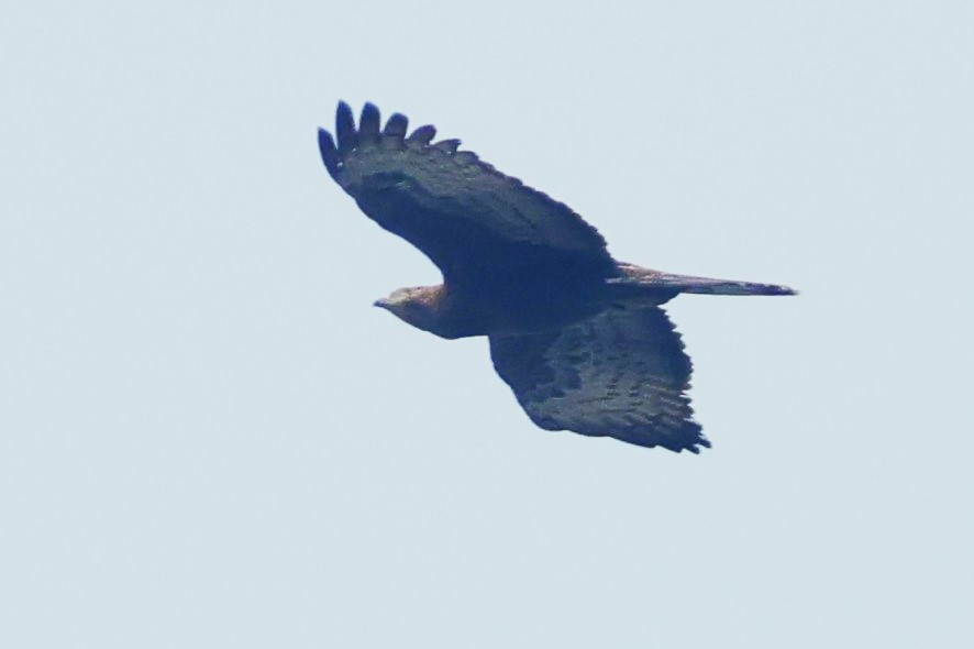 Oriental Honey-buzzard - ML638357892