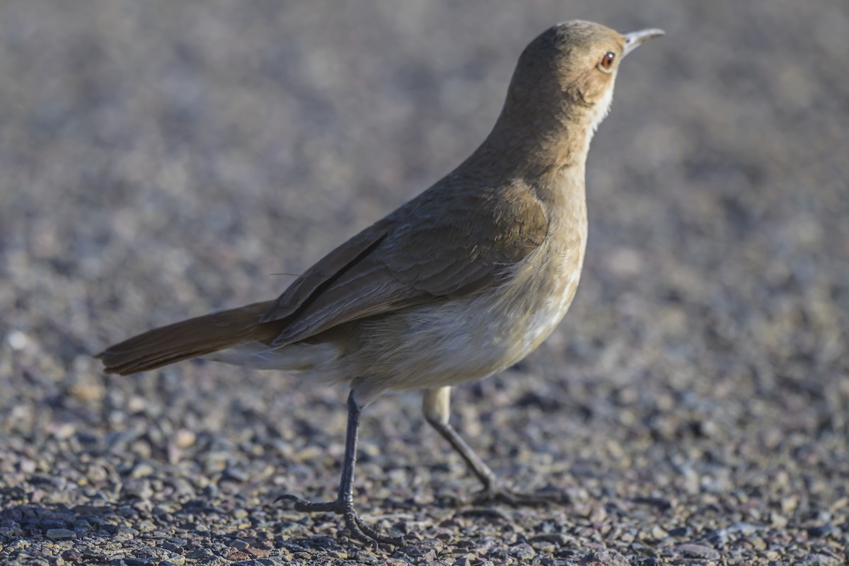 Rufous Hornero - ML638357893