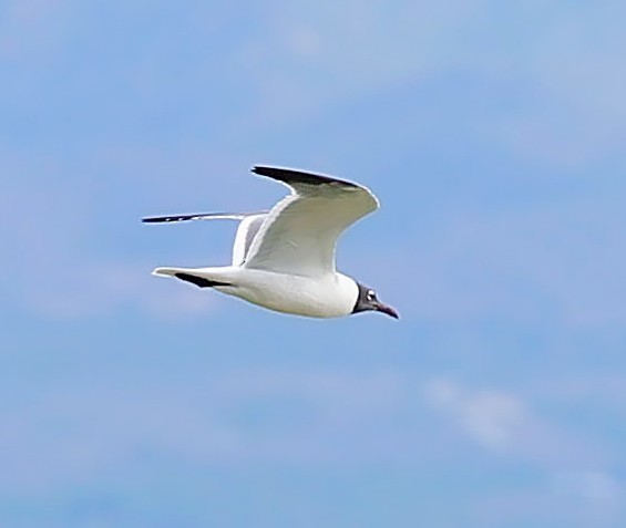 Laughing Gull - ML638357894