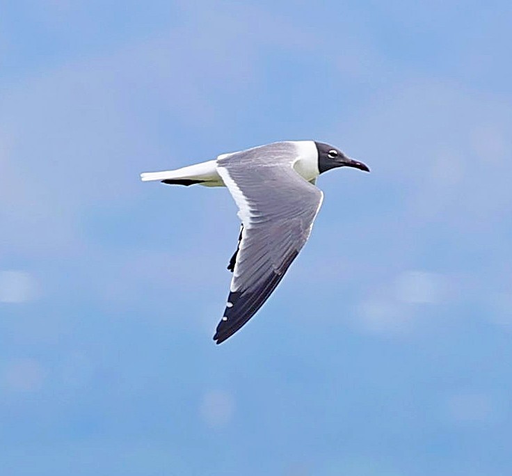 Laughing Gull - ML638357895