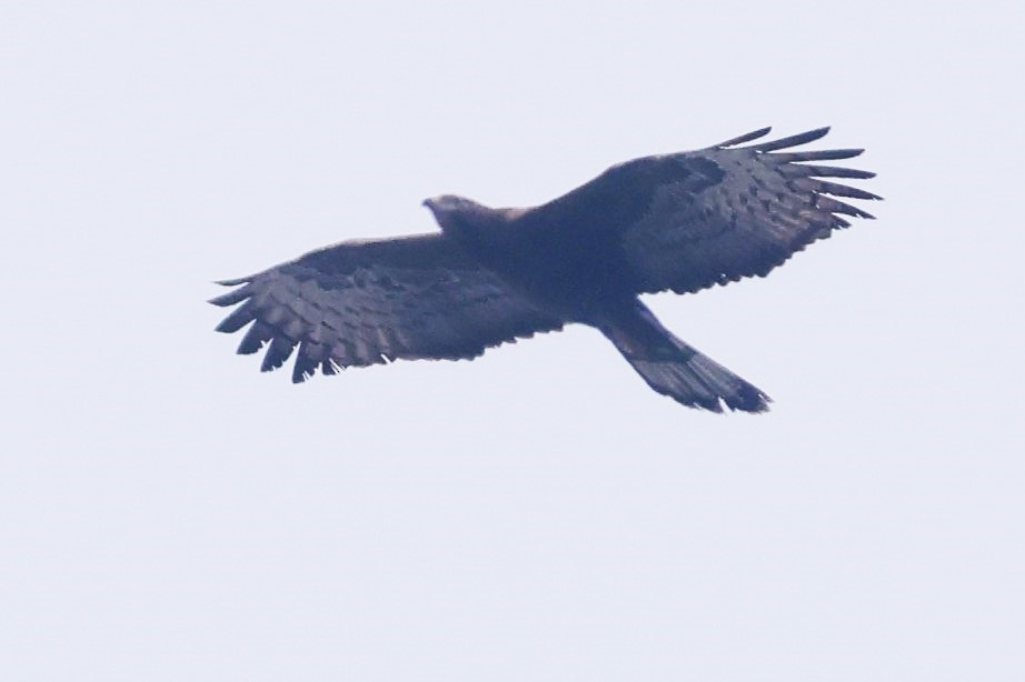 Oriental Honey-buzzard - ML638357896