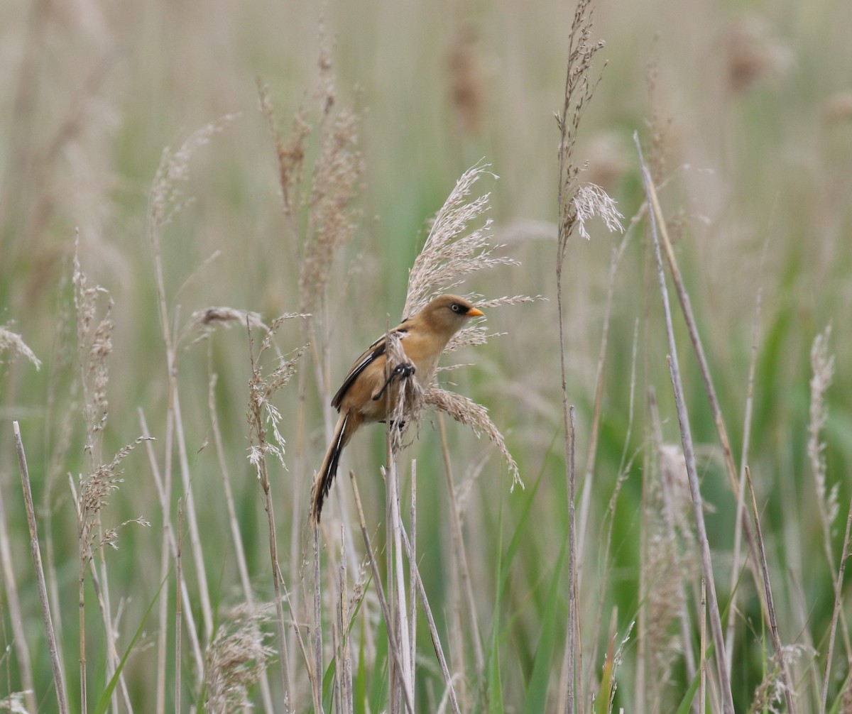 Bearded Reedling - ML638357901