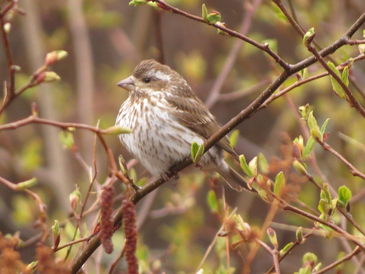 Purple Finch - ML638357909