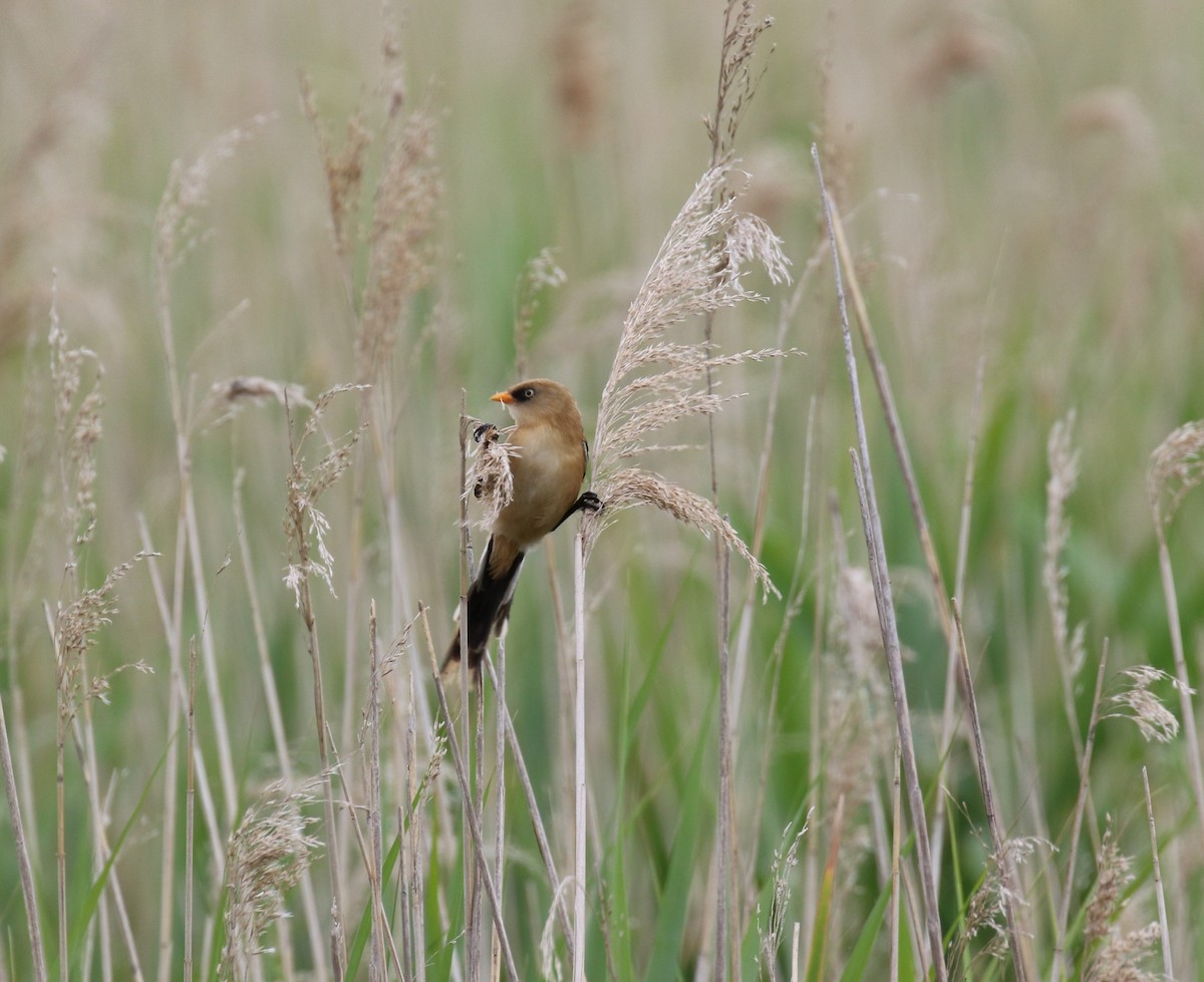 Bearded Reedling - ML638357911