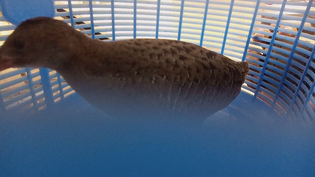 Slaty-breasted Rail - ML638357920