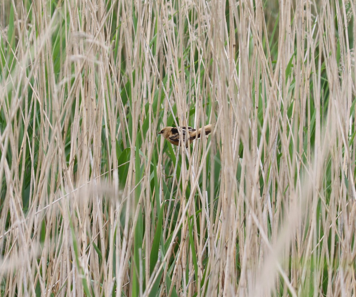 Bearded Reedling - ML638357924