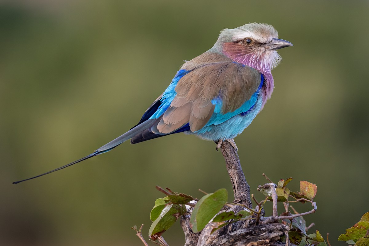 Lilac-breasted Roller - ML638357933