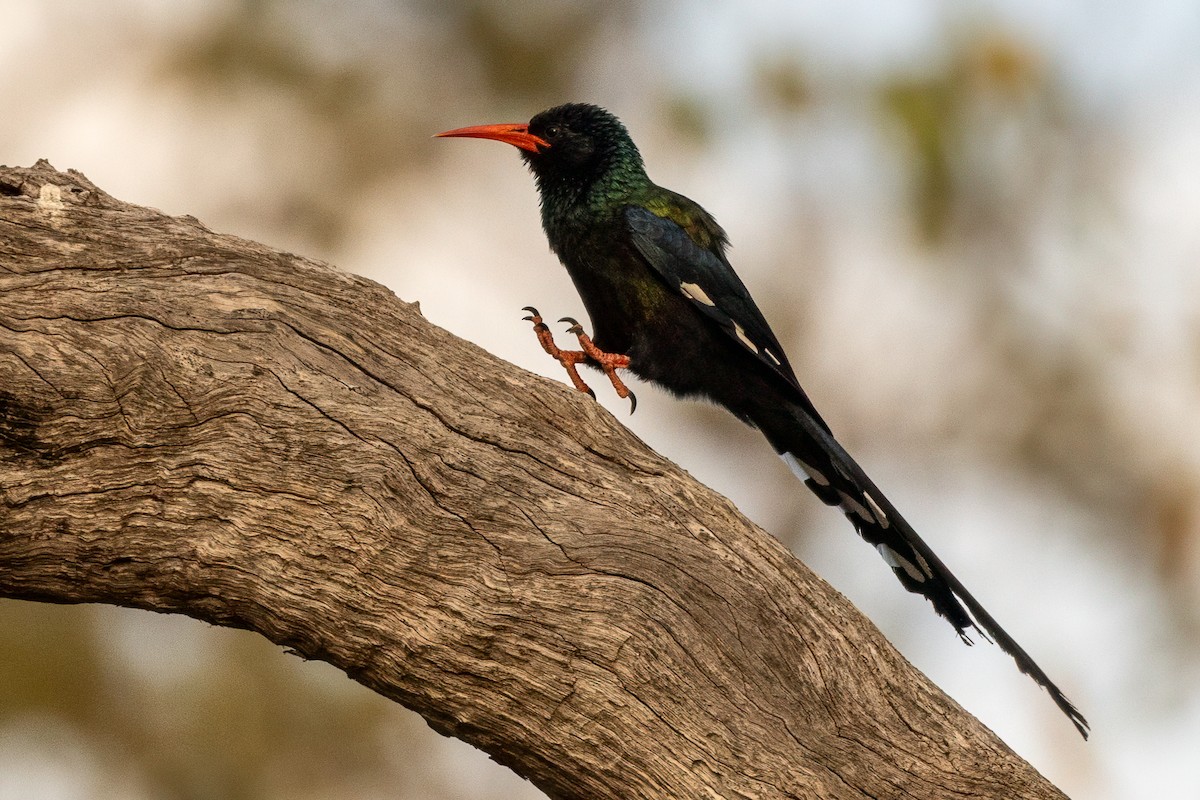 Green Woodhoopoe - ML638357945