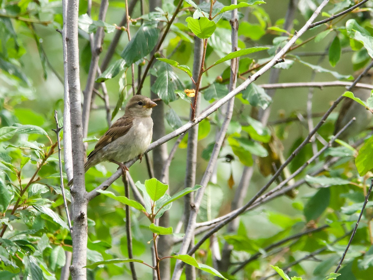House Sparrow - ML638357947