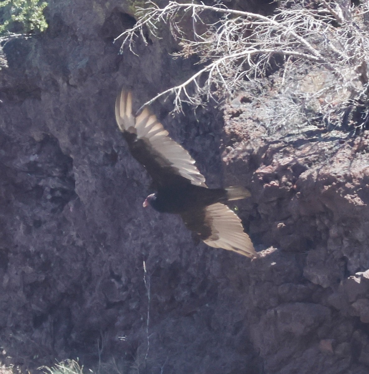 Turkey Vulture - ML638357957