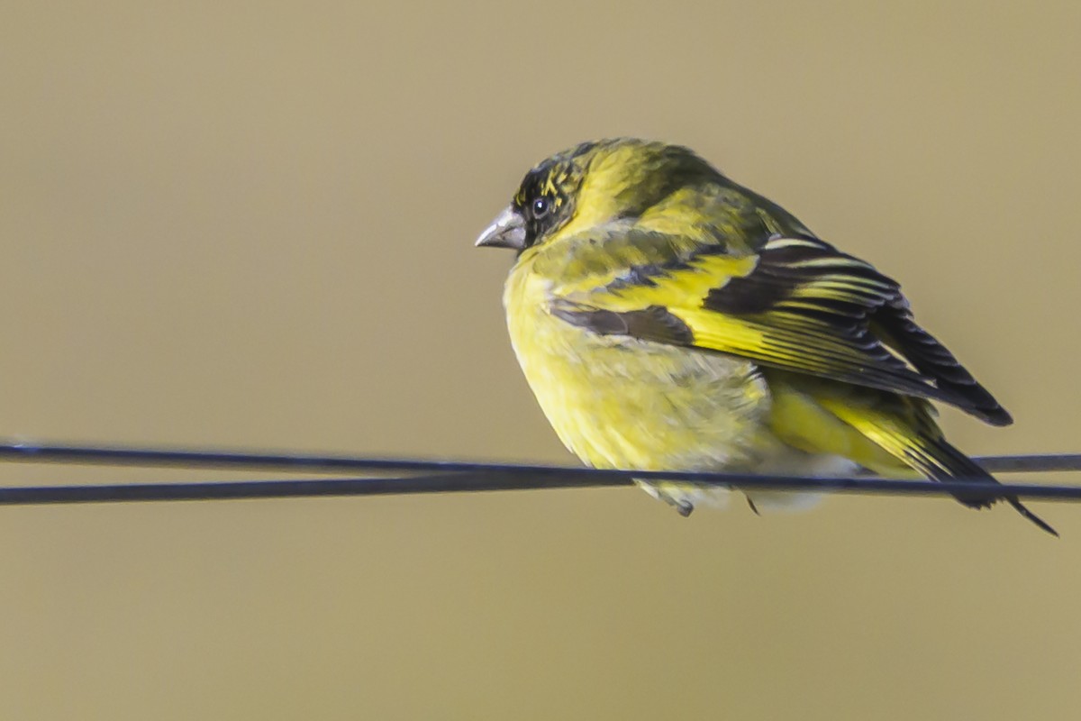 Hooded Siskin - ML638357959