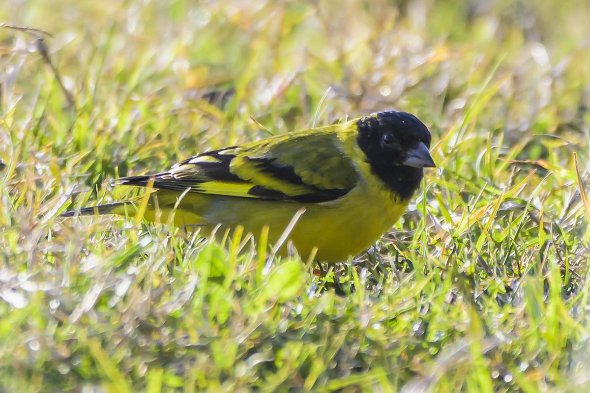 Hooded Siskin - ML638357962
