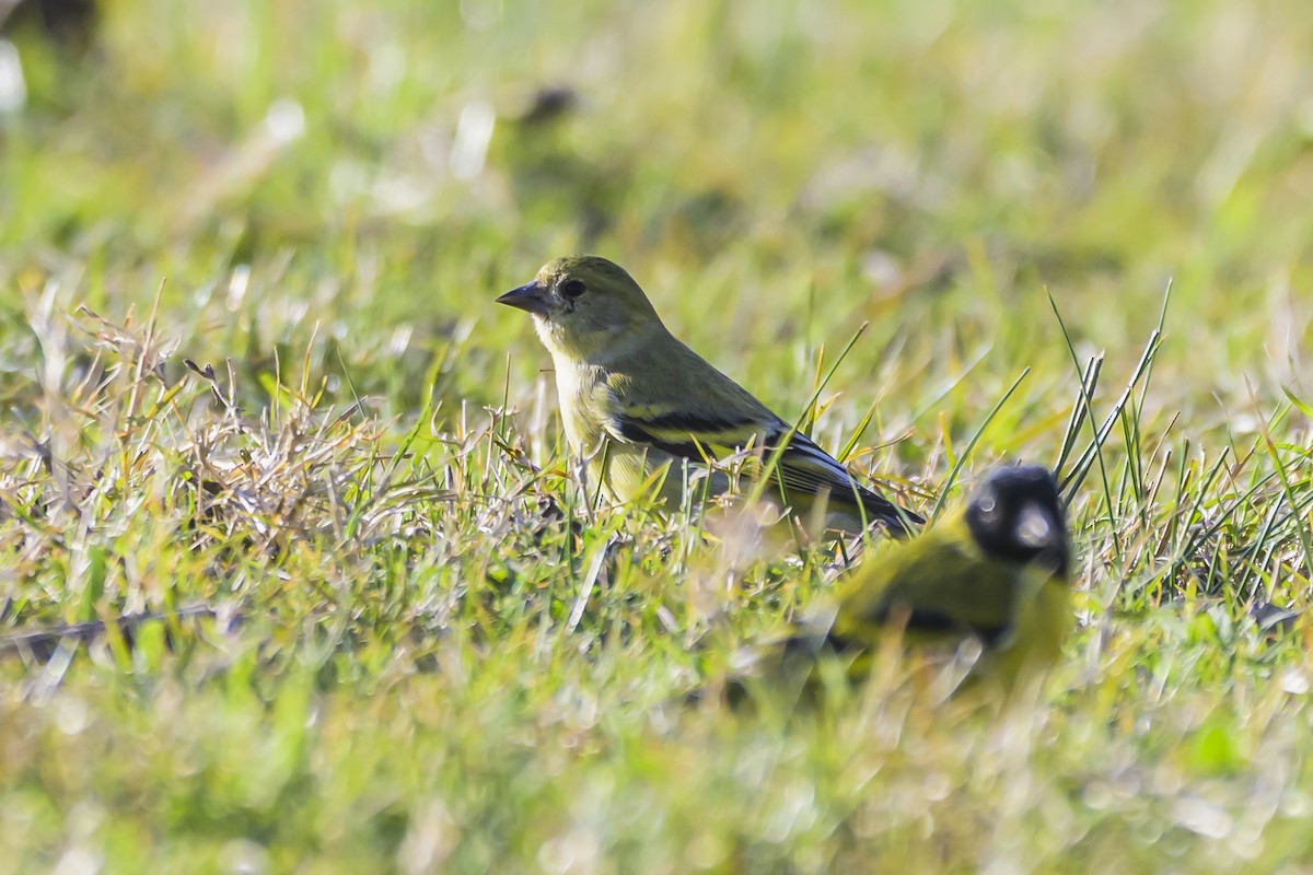 Hooded Siskin - ML638357963