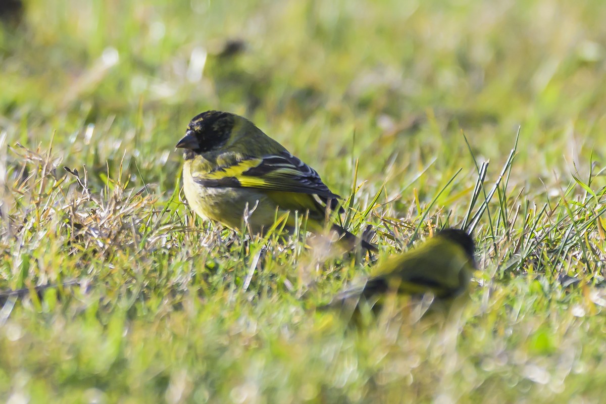 Hooded Siskin - ML638357965