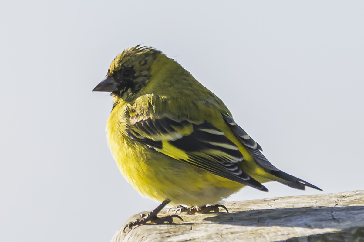 Hooded Siskin - ML638357967