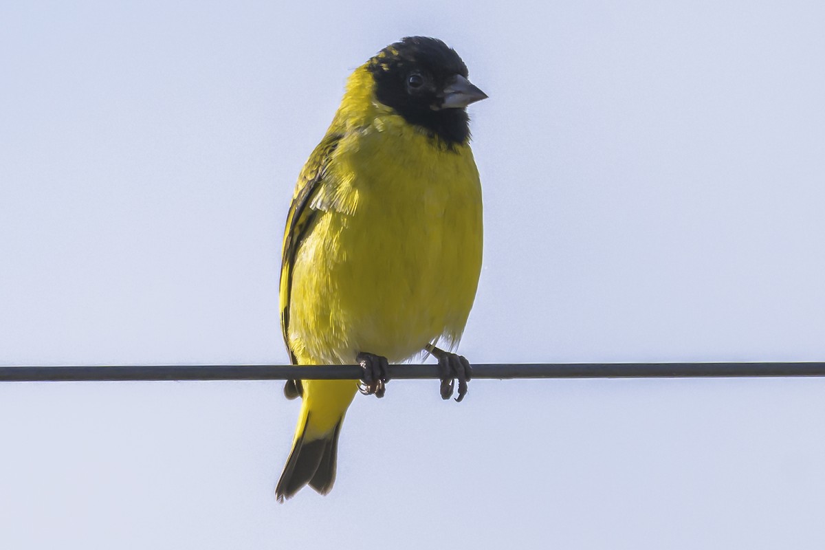 Hooded Siskin - ML638357968