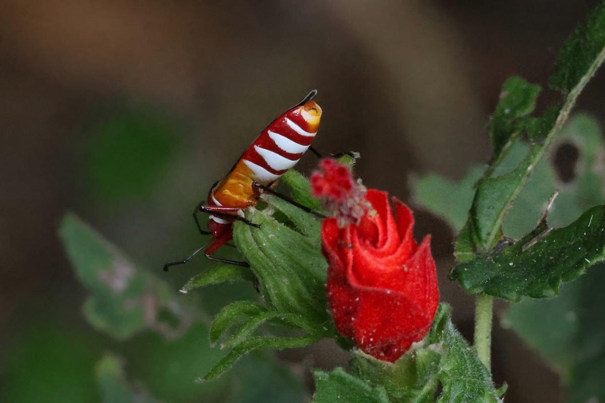 Insects - ML638358002