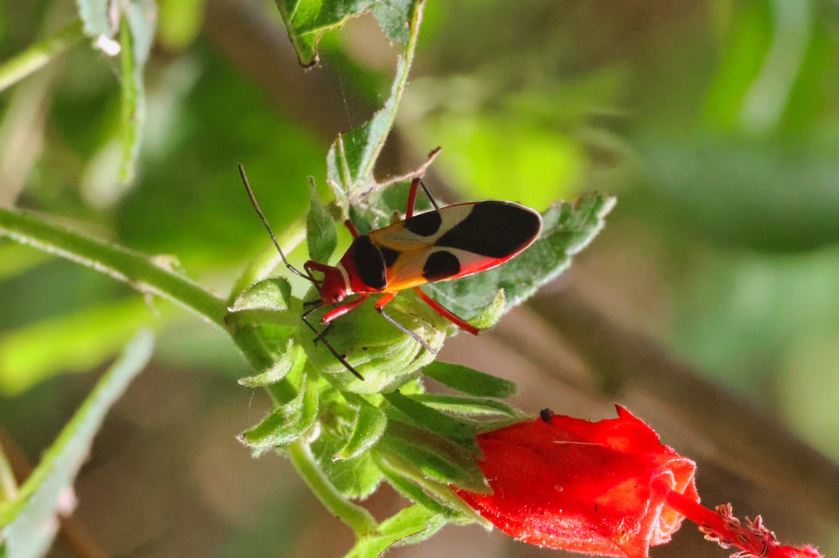 Insects - ML638358004