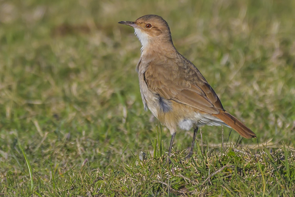 Rufous Hornero - ML638358005
