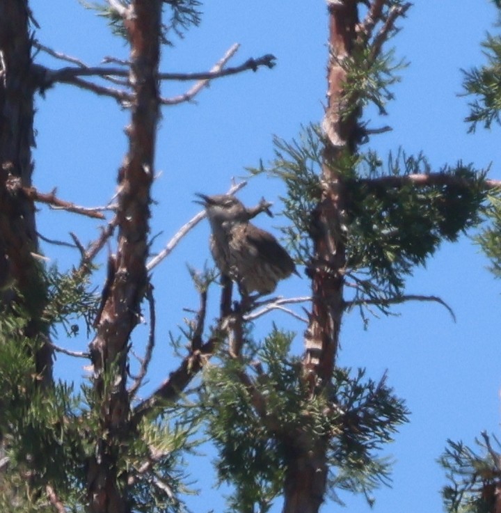 Sage Thrasher - ML638358006