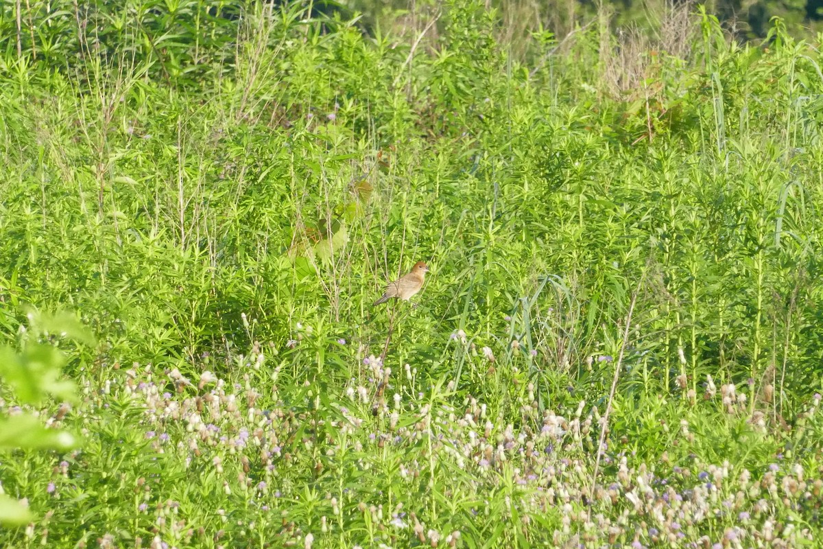 papežík modrý - ML638358011