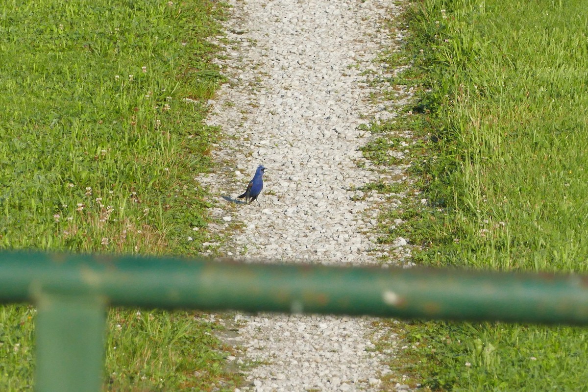 papežík modrý - ML638358012