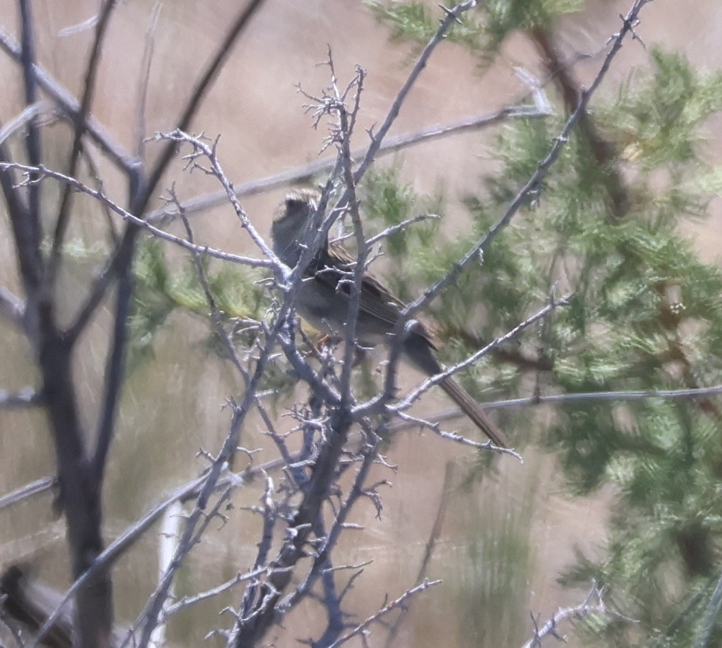 Brewer's Sparrow - ML638358013