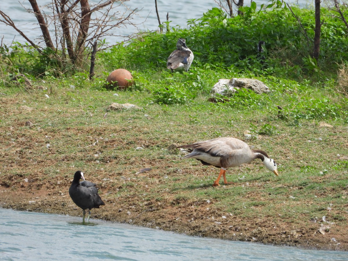Bar-headed Goose - ML638358033