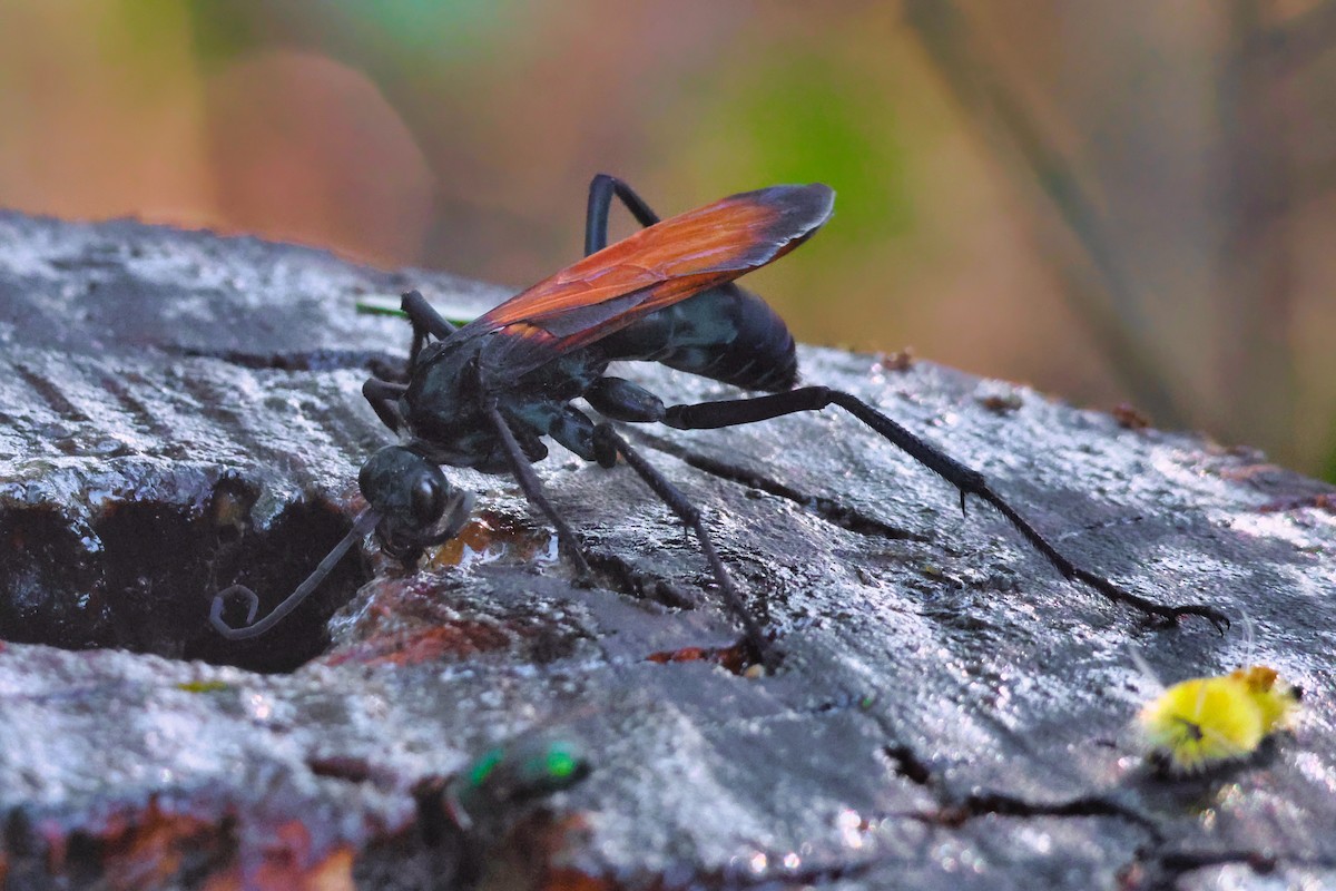 Insects - ML638358044