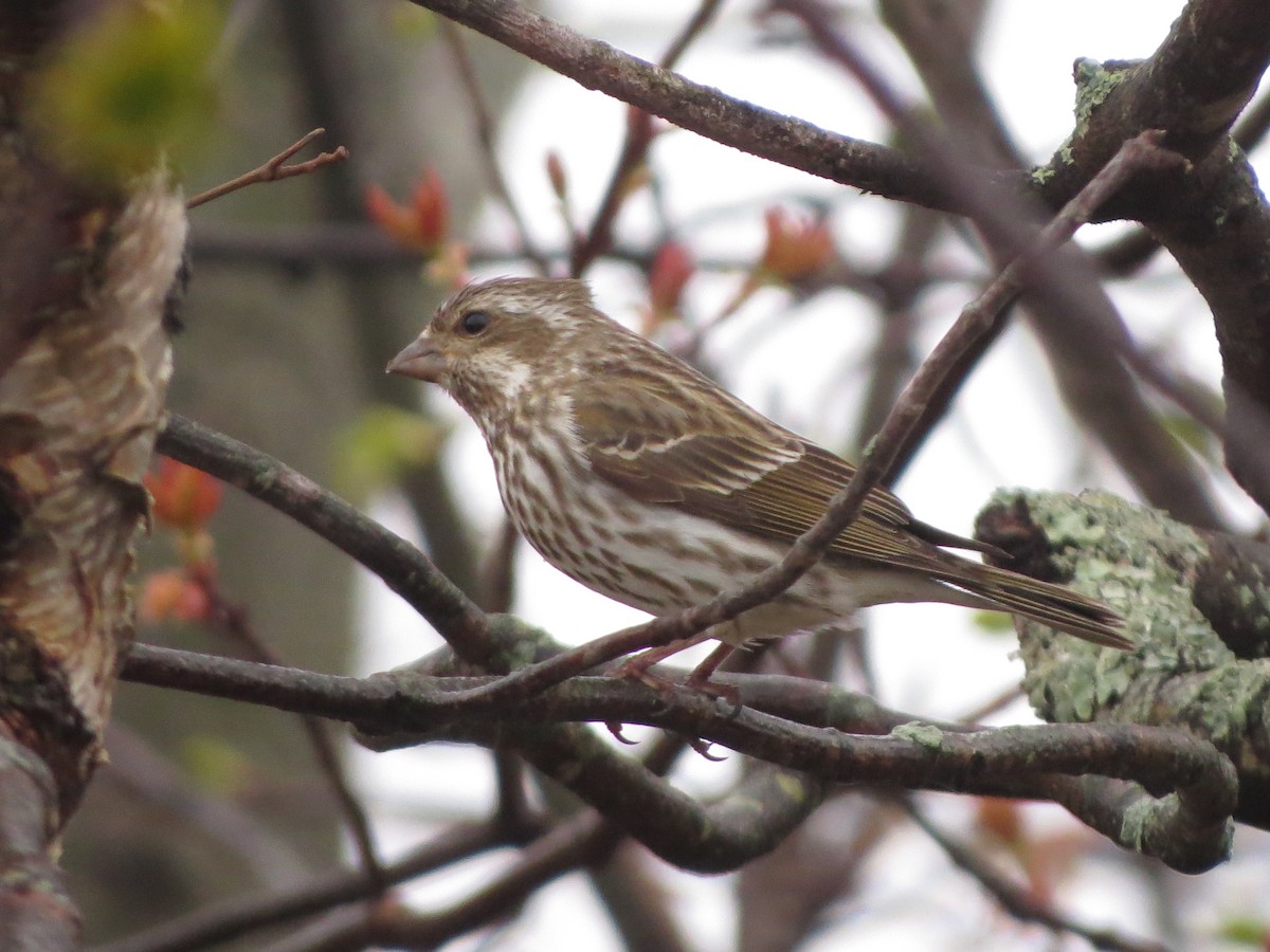 Purple Finch - ML638358086